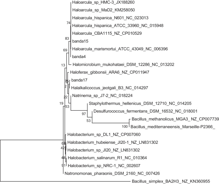 Fig. 4