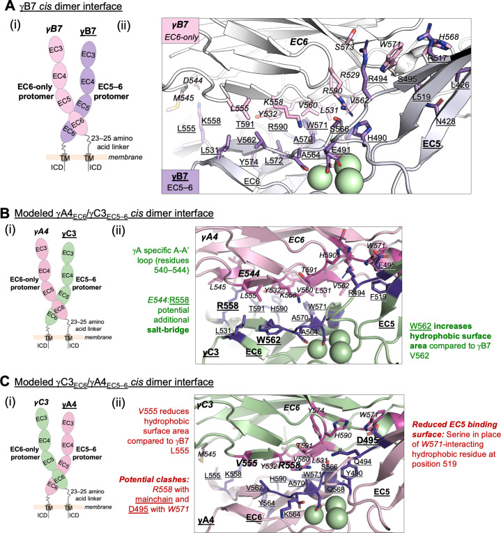 Figure 5—figure supplement 1.