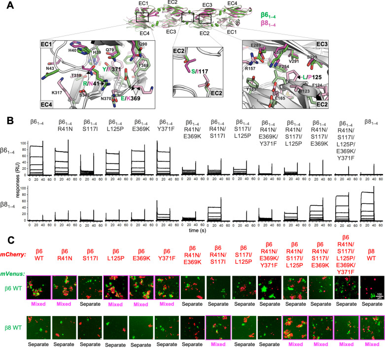 Figure 2—figure supplement 2.