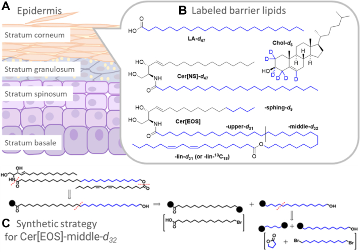 Fig. 1