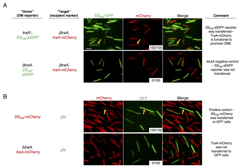 Figure 5—figure supplement 1.