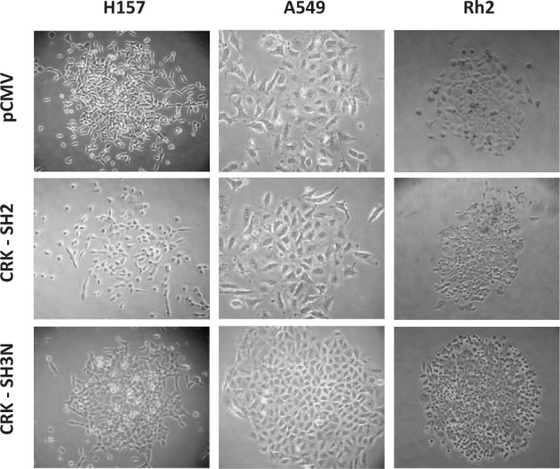 Figure 2.