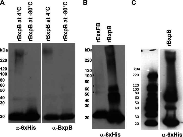 FIG 10