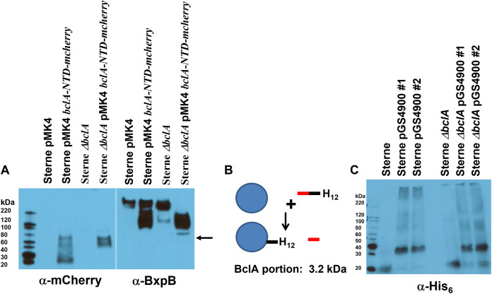 FIG 4