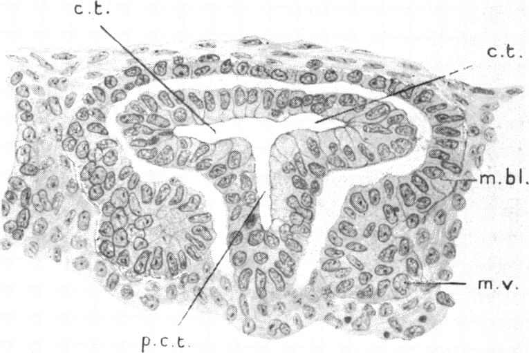 Fig. 12