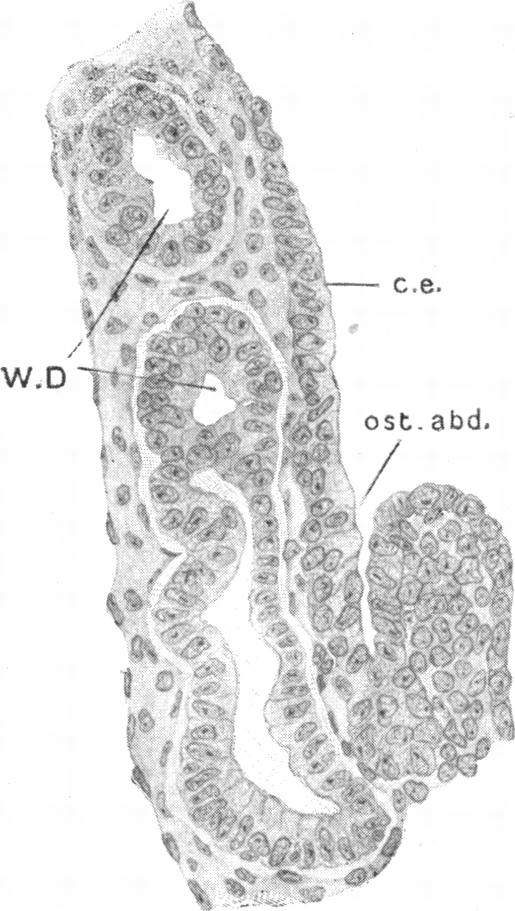 Fig. 18