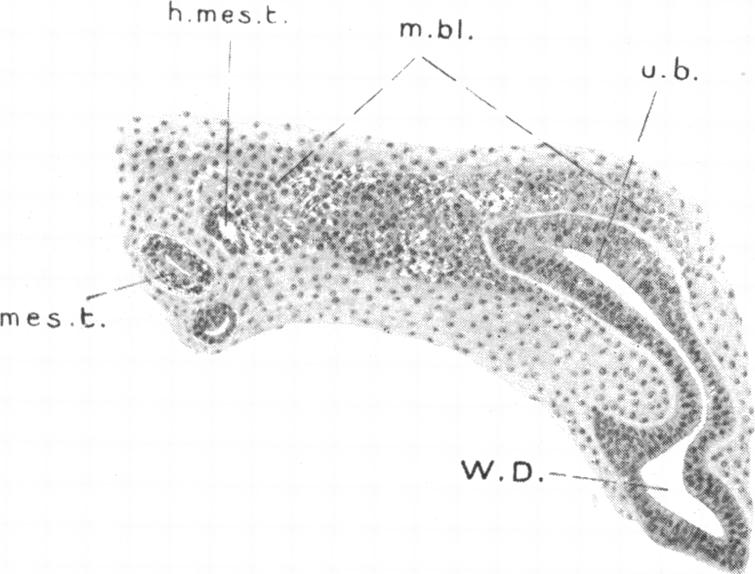 Fig. 11