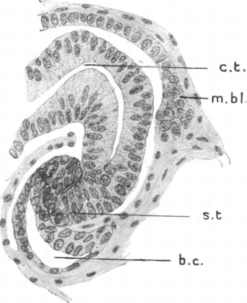 Fig. 13