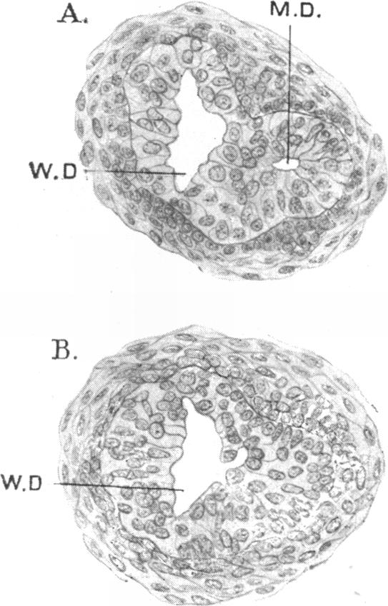 Fig. 21