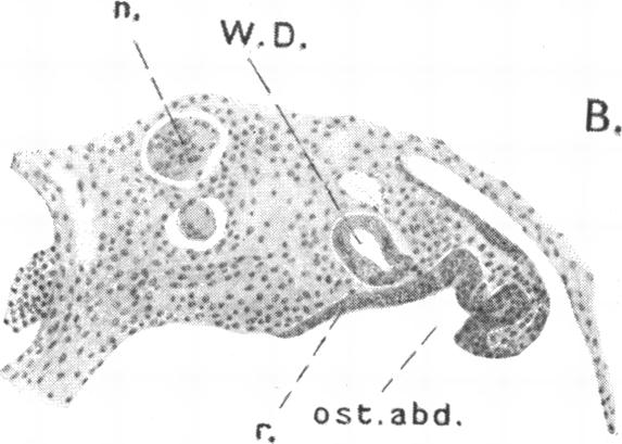 Fig. 19 b