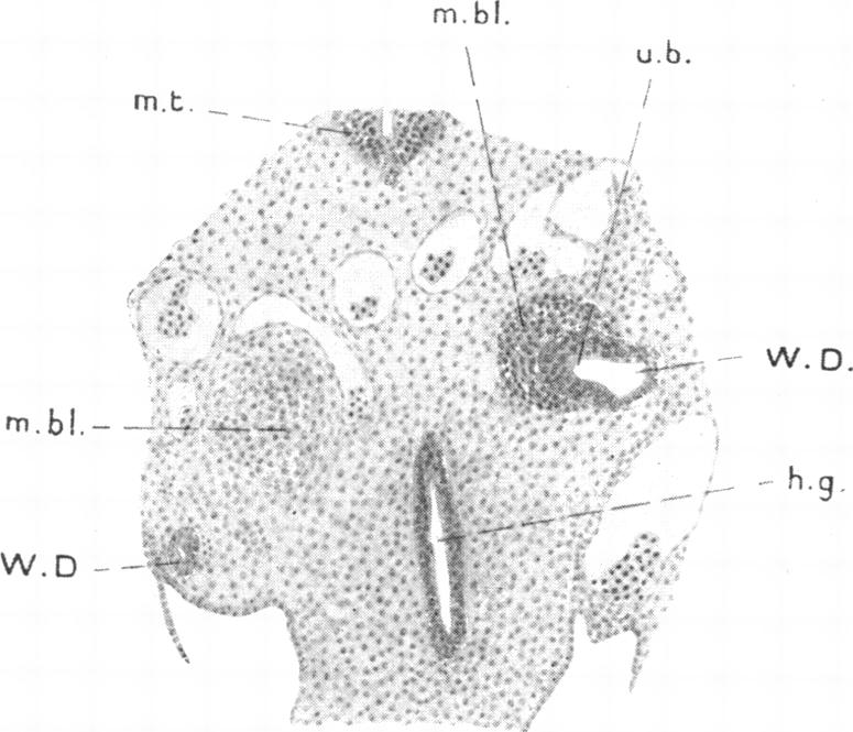 Fig. 9