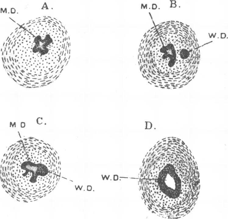 Text-fig. 35