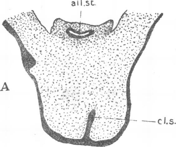 Text-fig. 6 b