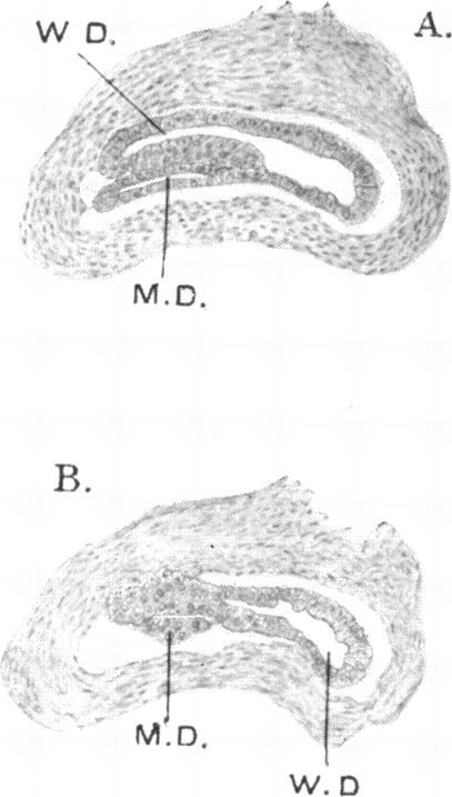 Fig. 20