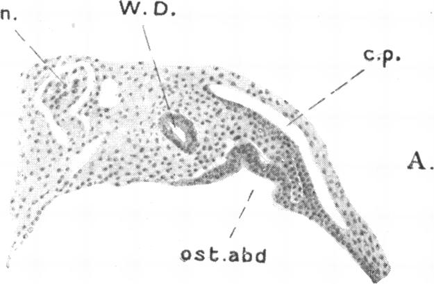 Fig. 19 a