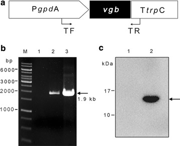 Fig. 1