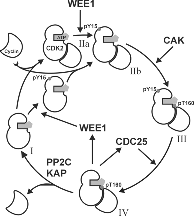 Scheme 1.