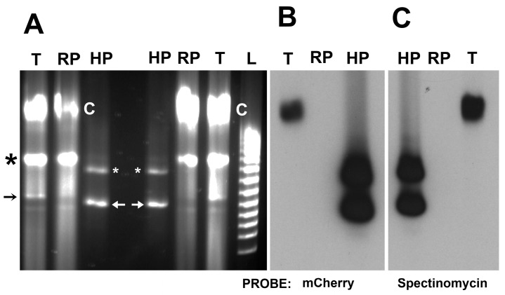 Figure 5