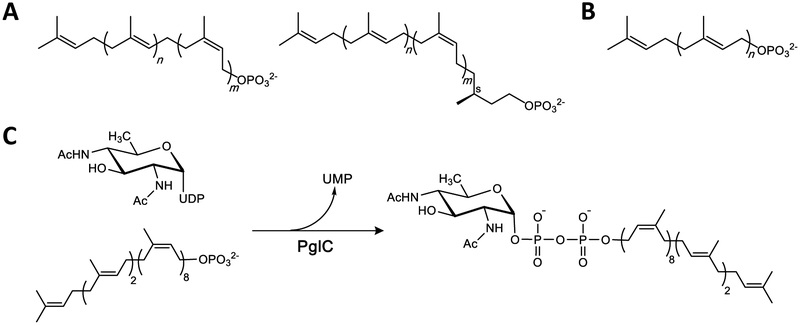 Fig. 1 –