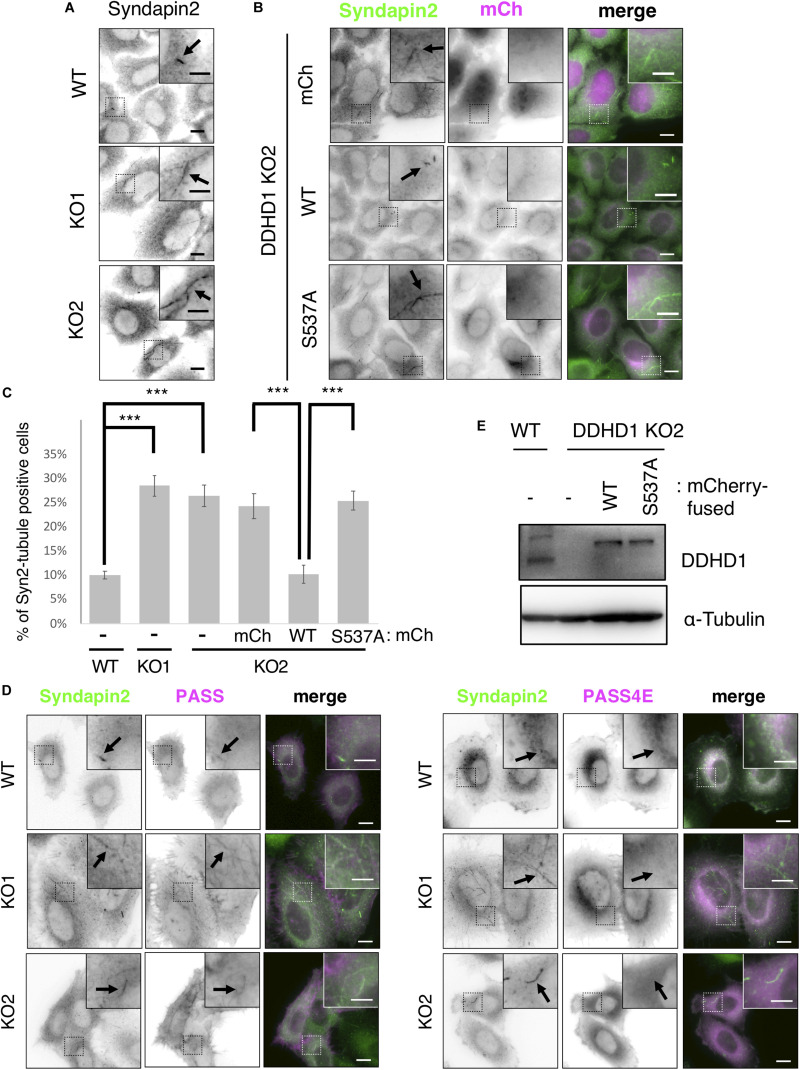 FIGURE 3