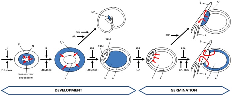 FIGURE 4