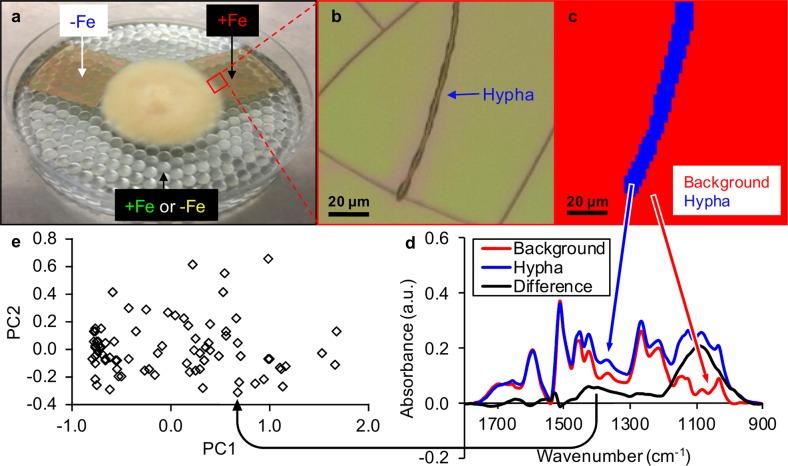 Fig. 1