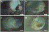 FIG. 2: