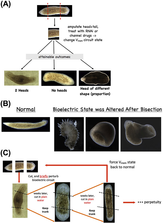 Fig. 6.