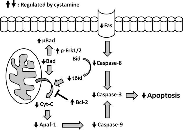 Fig 7