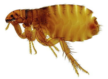 graphic file with name 448934_1_De_10_Fig3_HTML.jpg