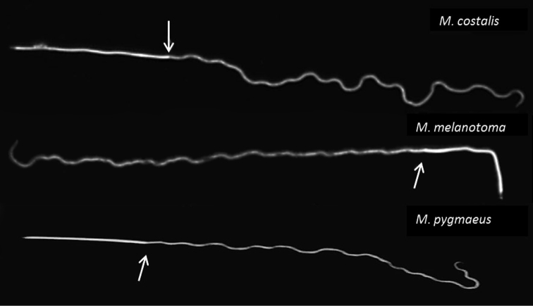 Figure 18.
