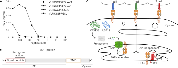 Figure 2