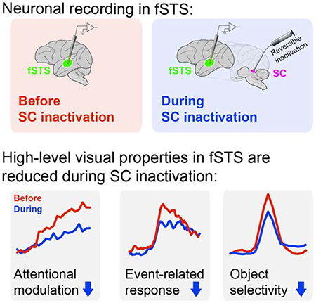 graphic file with name nihms-1650878-f0008.jpg