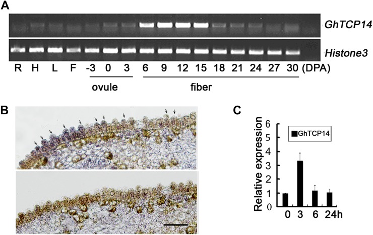 Figure 7.