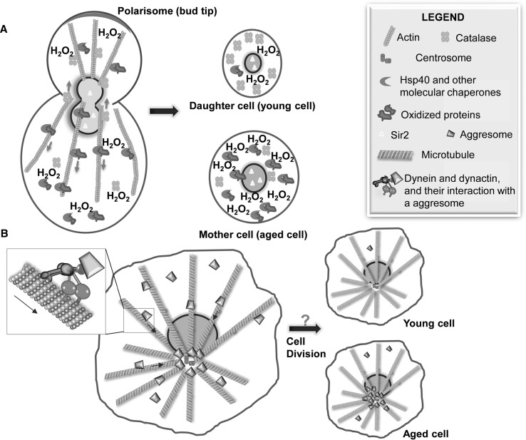 Fig. 3