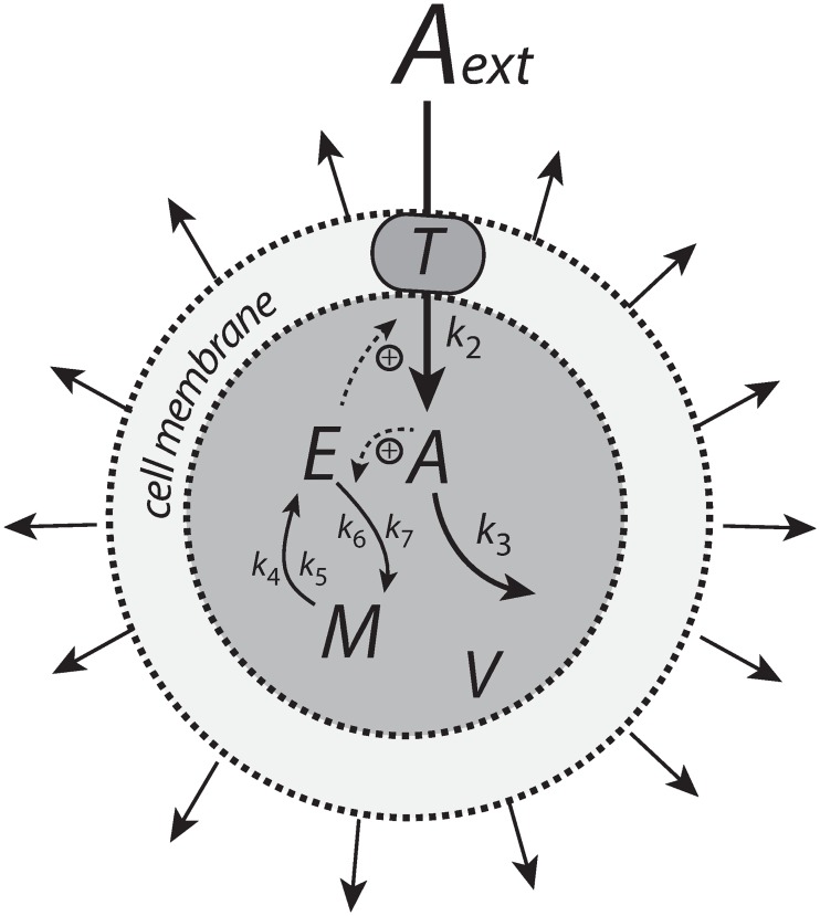 Fig 6