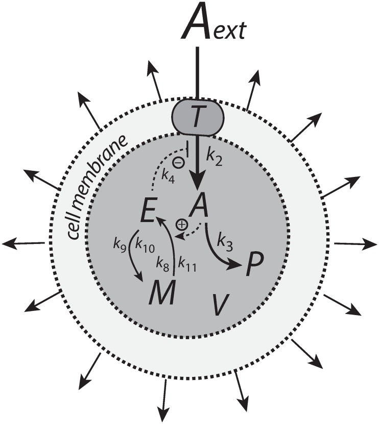 Fig 12