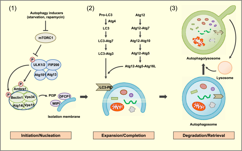 Figure 1