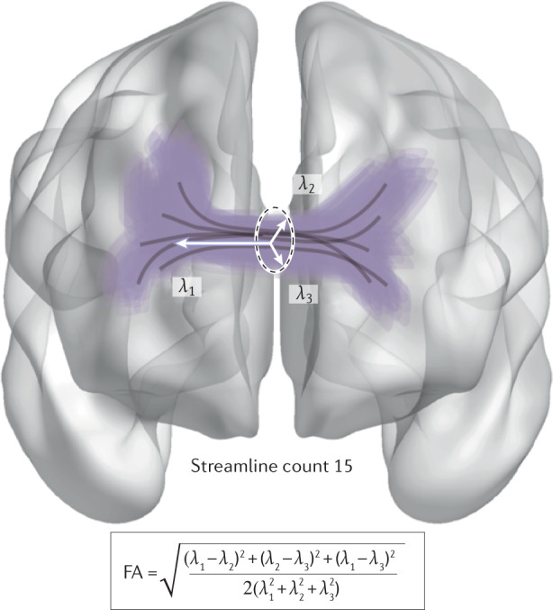 Box 1 Environmental effects on white matter development