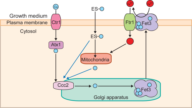 Figure 6