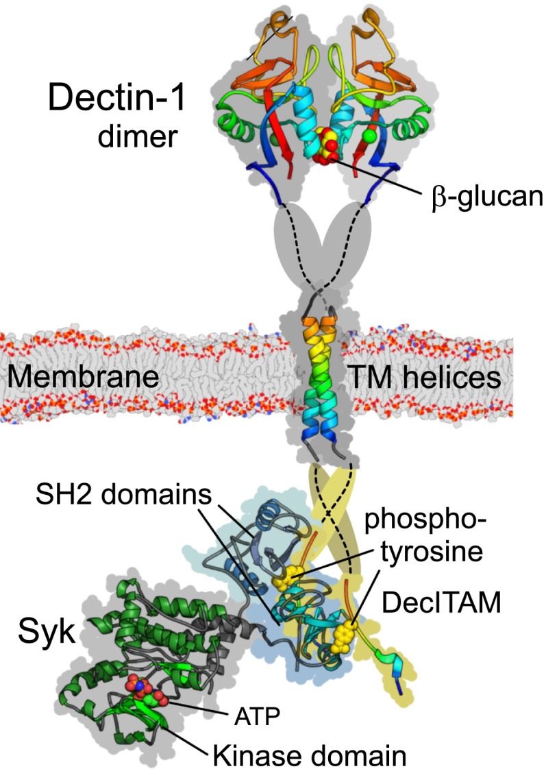 Fig. 6.