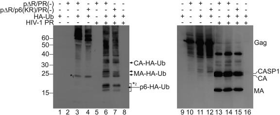 FIG. 7.