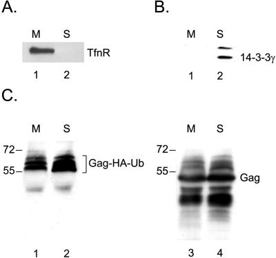 FIG. 8.