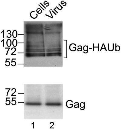 FIG. 9.