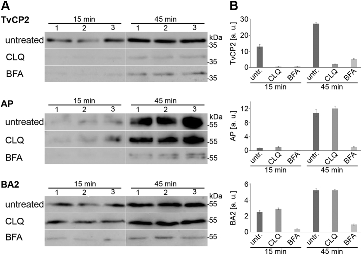 Fig. 11