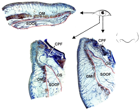 Fig. 10