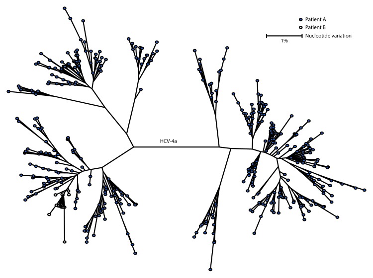 The figure above is a diagram showing genotyping and molecular sequencing of hepatitis C virus specimens from two patients in an acute care general hospital in Texas during 2015.