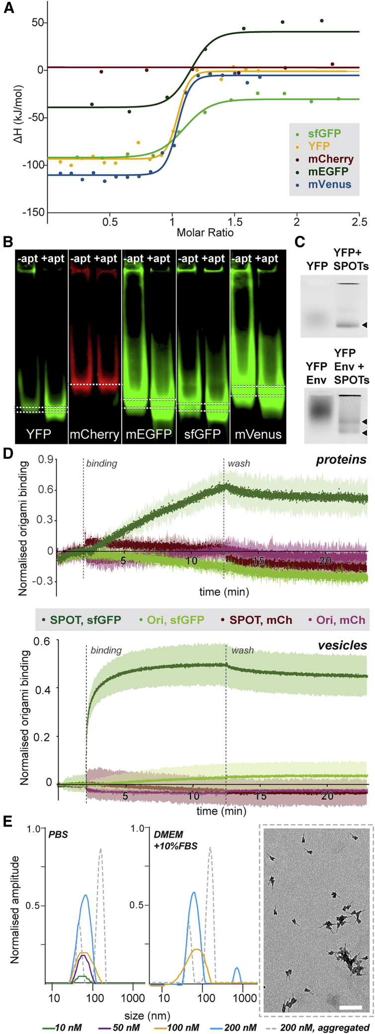 Figure 3