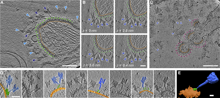 Figure 4