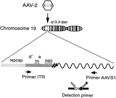 FIG. 1.